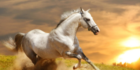 Trust-your-Horse - Die Sucht mit Pferden zu spielen